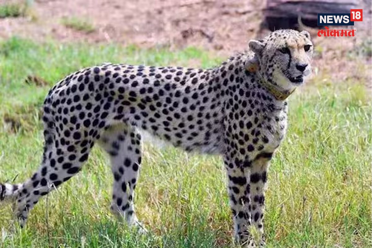 भारतात एकामागून एक चित्ते का मरतायेत?