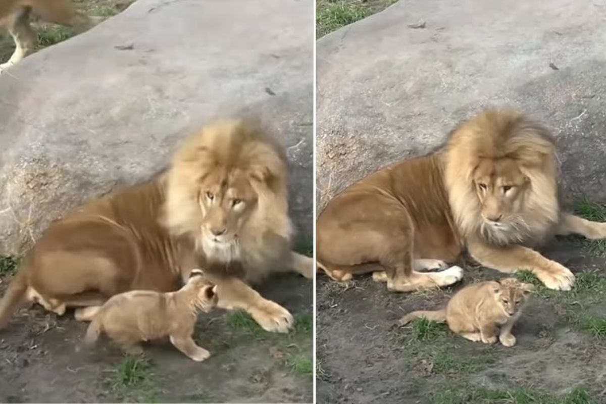 हिंस्त्र सिंहाची हवा टाईट