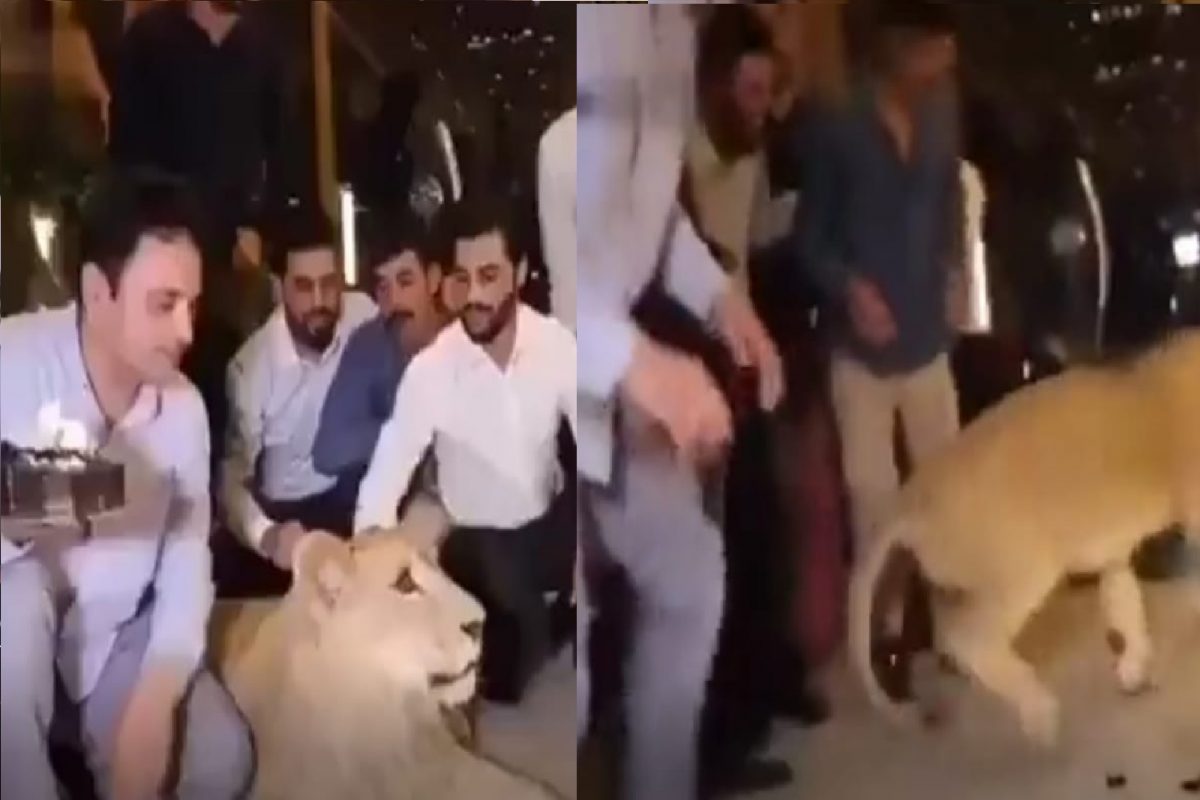 सिंहाचा बर्थडे