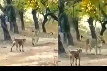 फक्त हिंमत पाहिजे! कुत्र्याने असं काही केलं की सिंहही घाबरुन पळाला, VIDEO