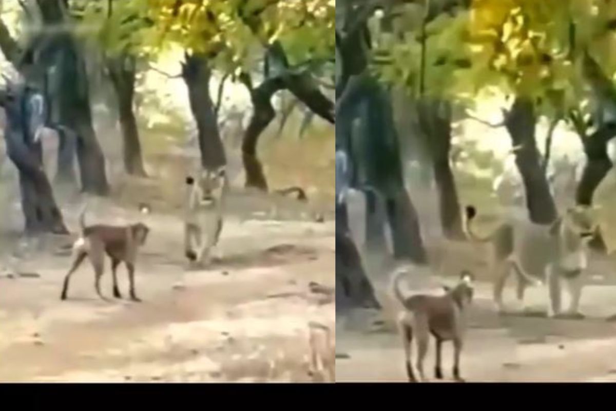 कुत्र्याला घाबरून पळाला सिंह