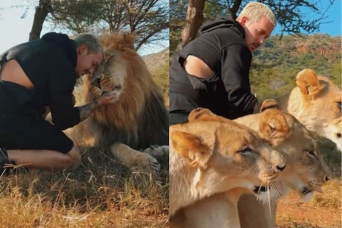 व्यक्तीची हिंमत पाहूनच घाम फुटेल, चक्क सिंहांसोबत खेळायला गेला अन् पुढे दिसलं चकित करणारं दृश्य