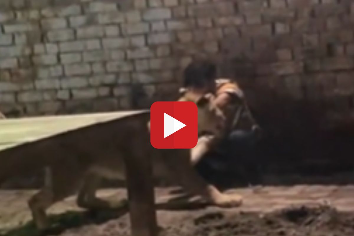 व्हायरल व्हिडीओ