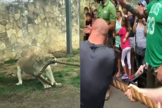सिंह आणि माणसात रस्सीखेचचा थरार