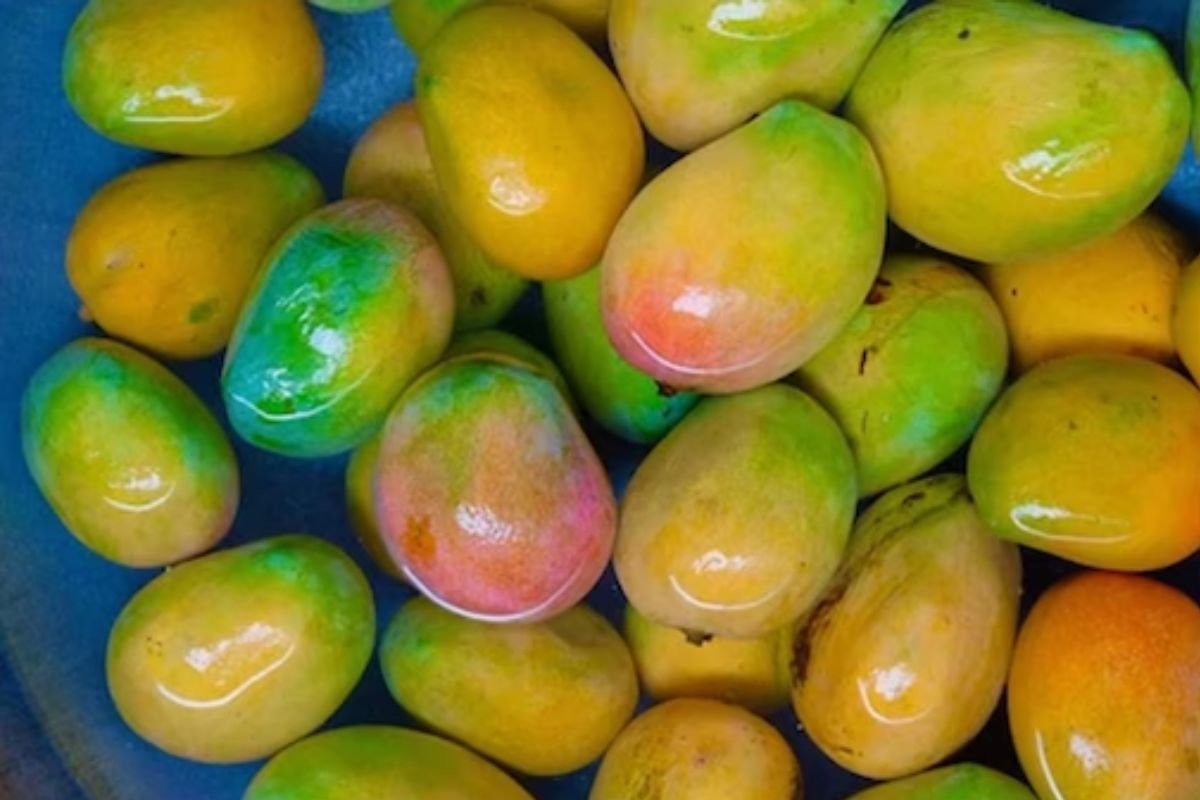 आंबा खाल्ल्यानंतर काहीच वेळात झाला मृत्यू