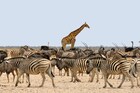 Fun Fact : असा प्राणी ज्याच्या दूधात असते बिअर-वाईनपेक्षाही जास्त अल्कोहोल
