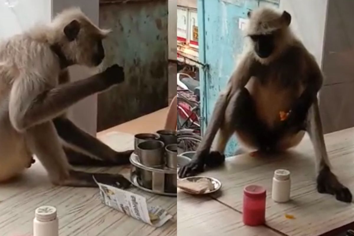 माकडाची हॉटेलमध्ये पेटपूजा