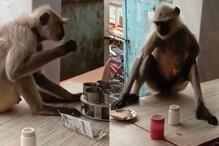 मेन्यू आणि टेबल फिक्स! आठवड्यातले 2 दिवस माकडाची हॉटेलमध्ये ट्रिट, पाहा VIDEO