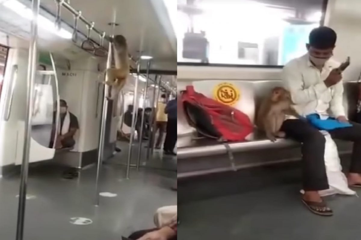 दिल्ली मेट्रोत माकड (फोटो - इन्स्टाग्राम व्हिडीओ ग्रॅब)