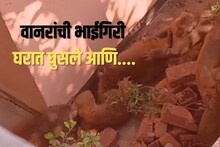 गावात वानरांच्या 2 गटांमध्ये असा राडा की गाव झालं गप्प, पुढे काय घडलं? VIDEO