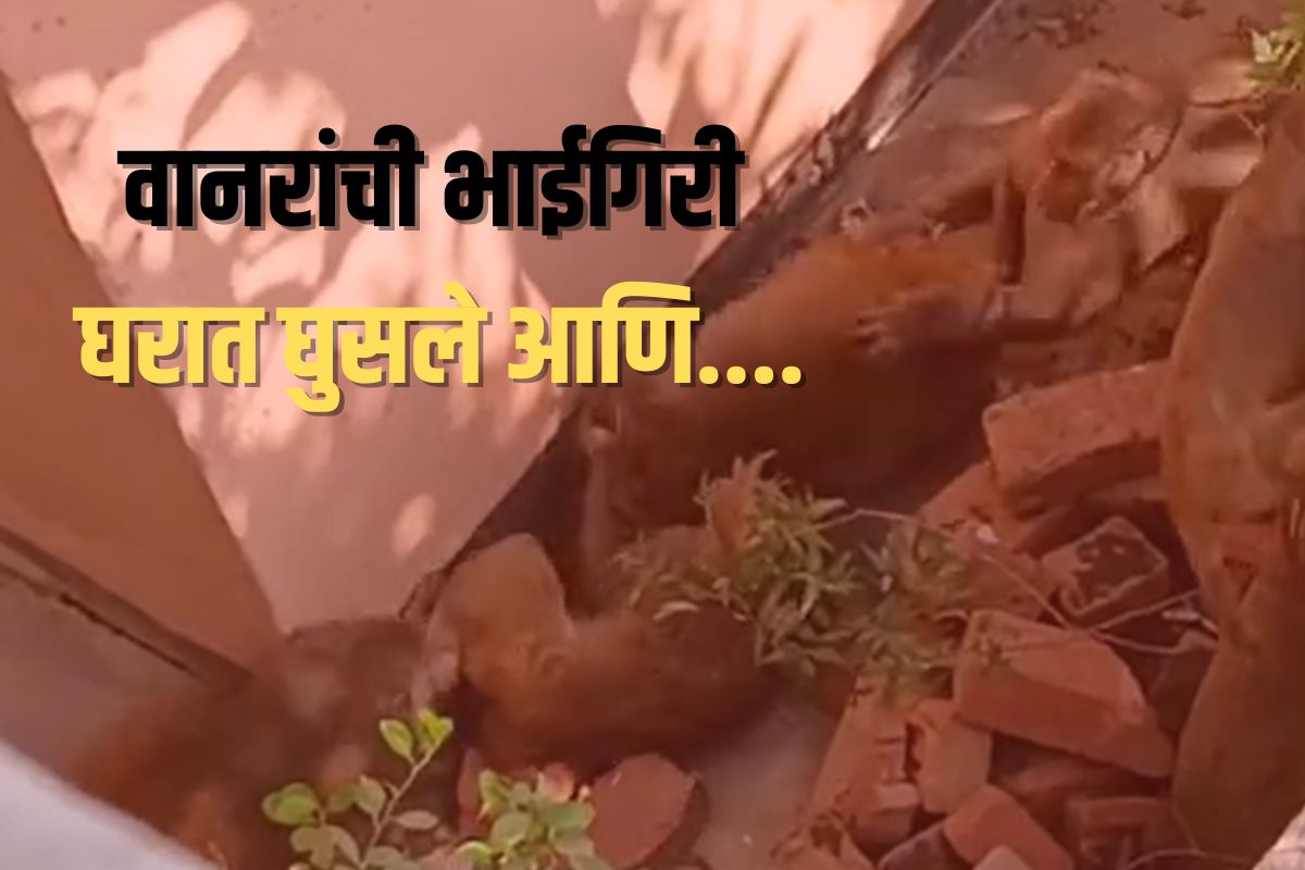 (वानरांचा व्हिडीओ व्हायरल)