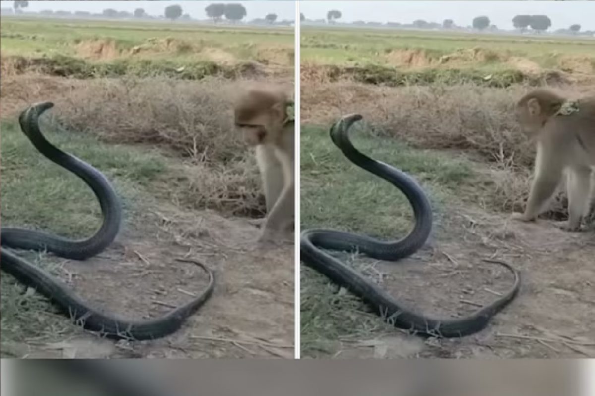 किंग कोब्रा आणि माकडाचा व्हिडीओ.