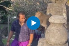 माकडाची करामत; पर्यटकाचा चोरला चष्मा, सोडवण्यासाठी करावं लागलं असं काही....