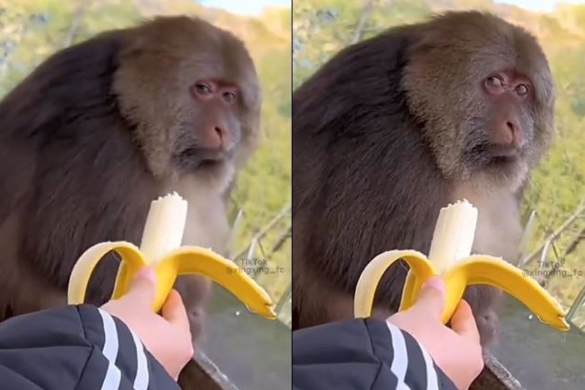 माकडाची मजेशीर रिअॅक्शन