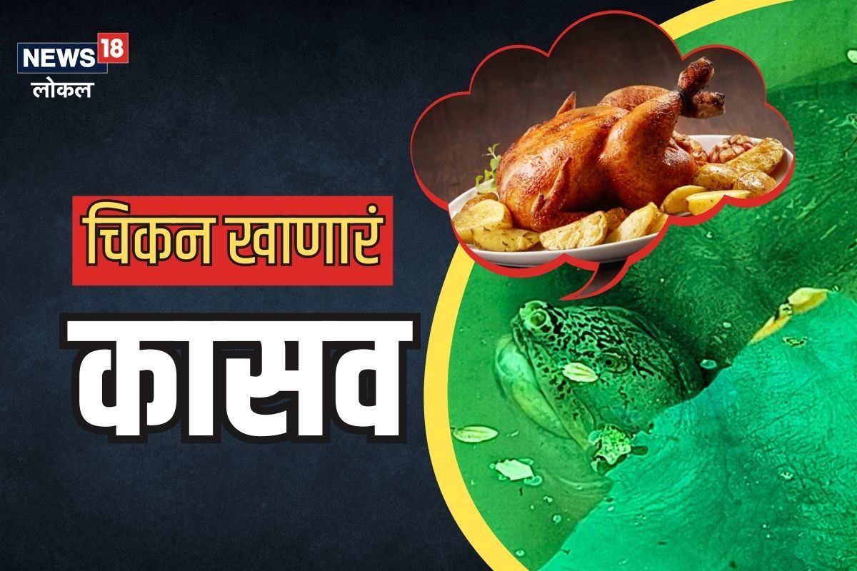 काय सांगता! नागपूरच्या कासवाला लागलं चिकनचं वेड, विश्वास बसत नसेल तर पाहा Video