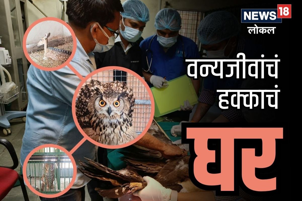 Nagpur News: बिबट्यापासून ते हरण, 5 हजारांहून अधिक प्राण्यांचा वाचवला जीव, असं हे ट्रिटमेंट सेंटर, VIDEO