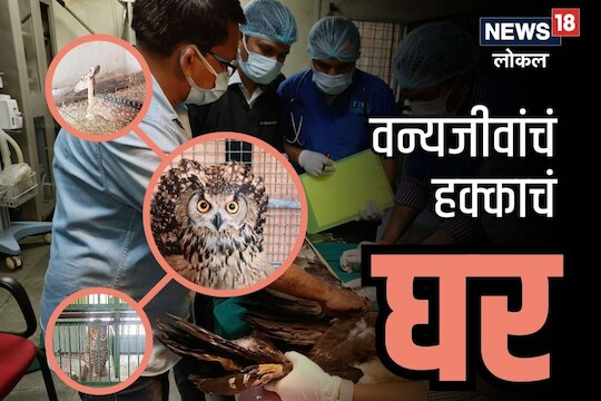 Nagpur News: बिबट्यापासून ते हरण, 5 हजारांहून अधिक प्राण्यांचा वाचवला जीव, असं हे ट्रिटमेंट सेंटर, VIDEO
