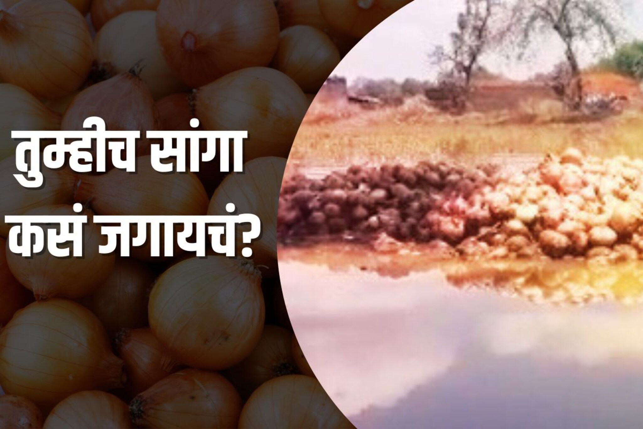 हे PHOTO पाहिल्यानंतर तुम्ही कांद्याचा भाव करताना 10 वेळा विचार कराल!