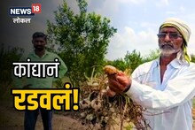 Wardha News: सांगा कसं जगायचं! हाती आलेला कांदा सडला, शेतकरीराजा रडला! Video