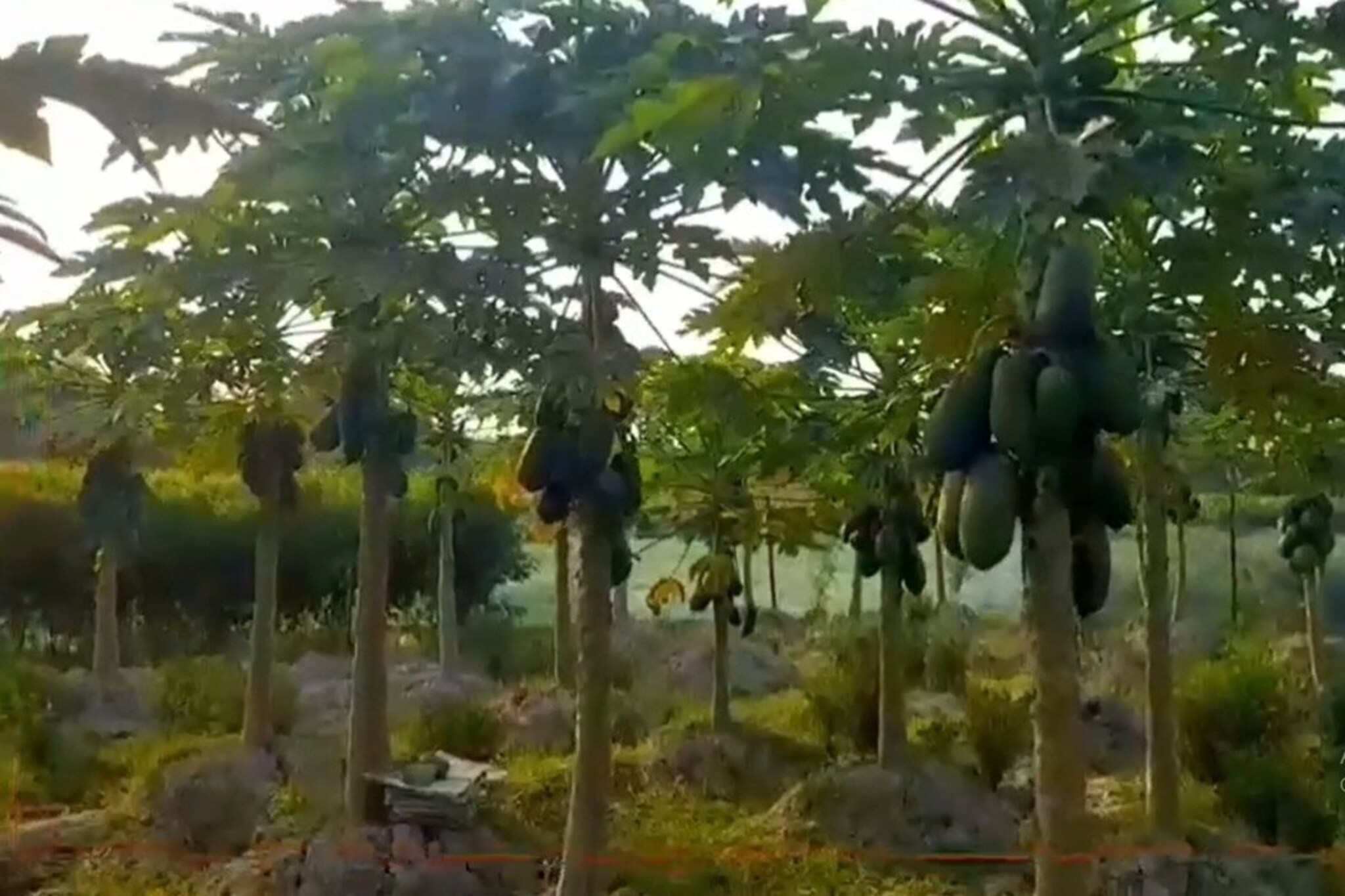 पपई ठरतेय वरदान! तरुण शेतकऱ्याने केली कमाल महिन्याला कमावतो 1.25 लाख