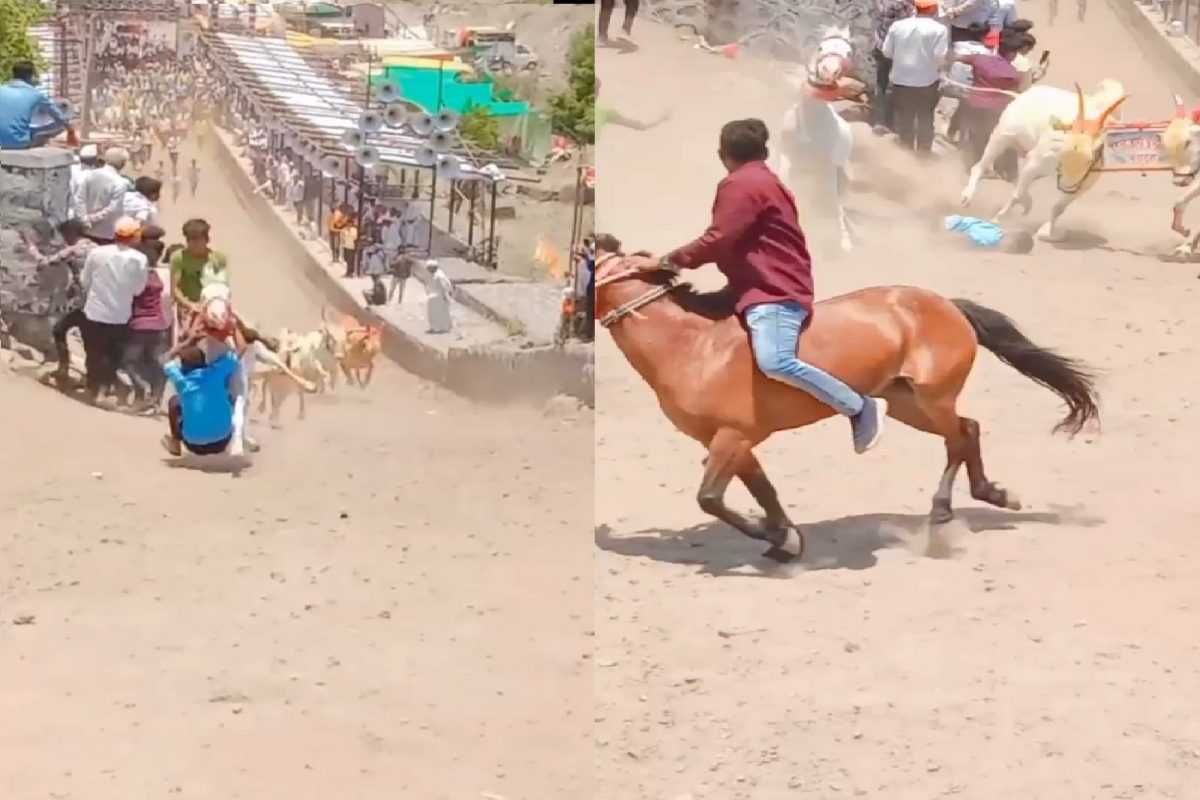 मुलाला घोडीने तुडवलं, बैलाने वाचवलं.