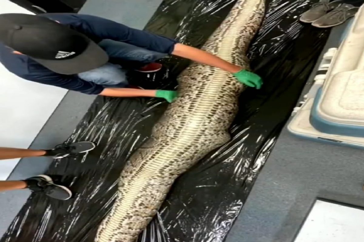 शिकार करताच अजगराचा मृत्यू