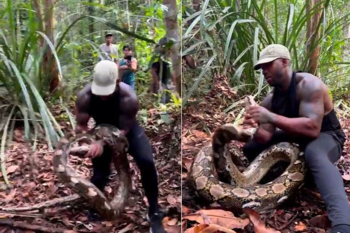 व्यक्तीने अजगराला पकडलं