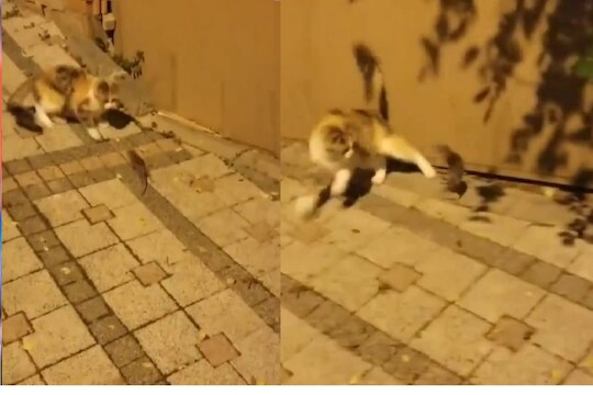 रिअल टॉम अँड जेरी