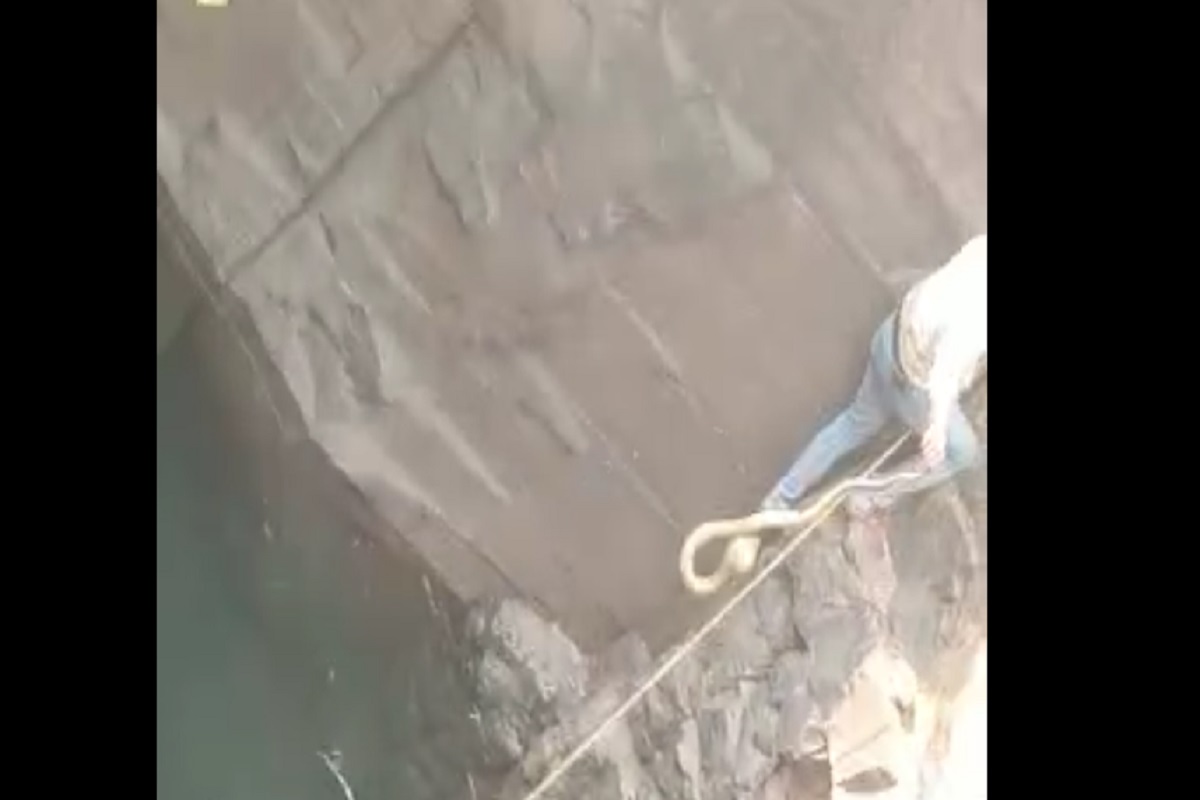 शेतकरी विहिरीत पडला अन् मृतदेहावर फणा काढून नाग बसला, अंगाचा थरकाप उडवणारा VIDEO