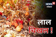 Sangli News: खर्च केले 4 लाख अन् हाती आले 2 रुपये, हतबल शेतकऱ्याने पिक तसेच सोडून दिले! Video