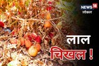 खर्च केले 4 लाख अन् हाती आले 2 रुपये, हतबल शेतकऱ्याने पिक तसेच सोडून दिले! Video