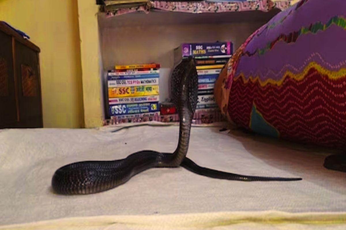 खोलीत फणा पसरून बसला होता 4 फूट लांब ब्लॅक कोब्रा, पाहून कुटुंबीयांना बसला धक्का!