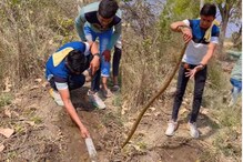 पाईपमध्ये लपलेल्या सापाला ओढून बाहेर काढलं, 1 कोटी 76 लाख यूजर्सनी पाहिला VIDEO