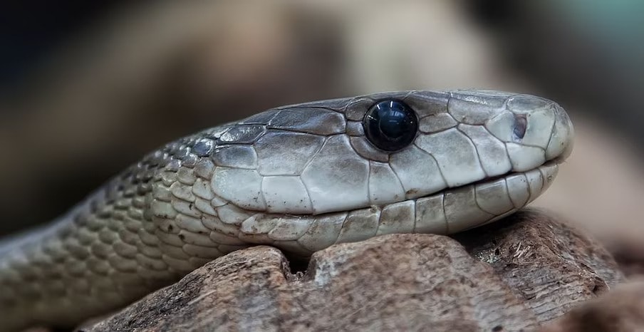 तुम्हाला आश्चर्य वाटेल एकट्या सापाने 16000 घरांतील लोकांच्या घरात एकाच वेळी असं काही केलं आहे की सर्वांची झोप उडाली आहे. अमेरिकेतील हे प्रकरण चर्चेत आलं आहे.