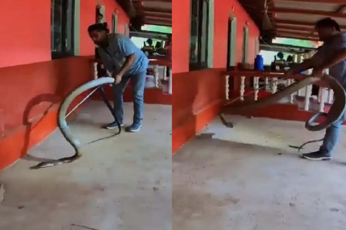 किंग कोब्रा साप रेस्क्यू व्हिडीओ.