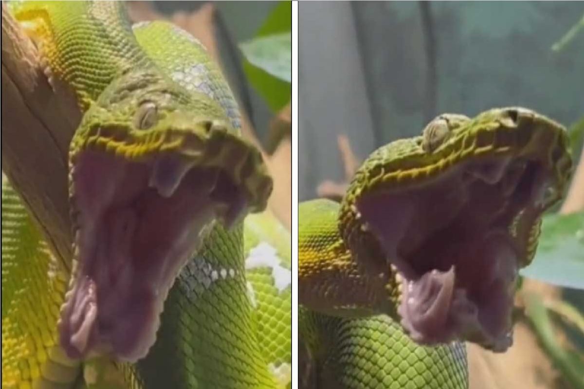 सापाचा दुर्मिळ व्हिडीओ.