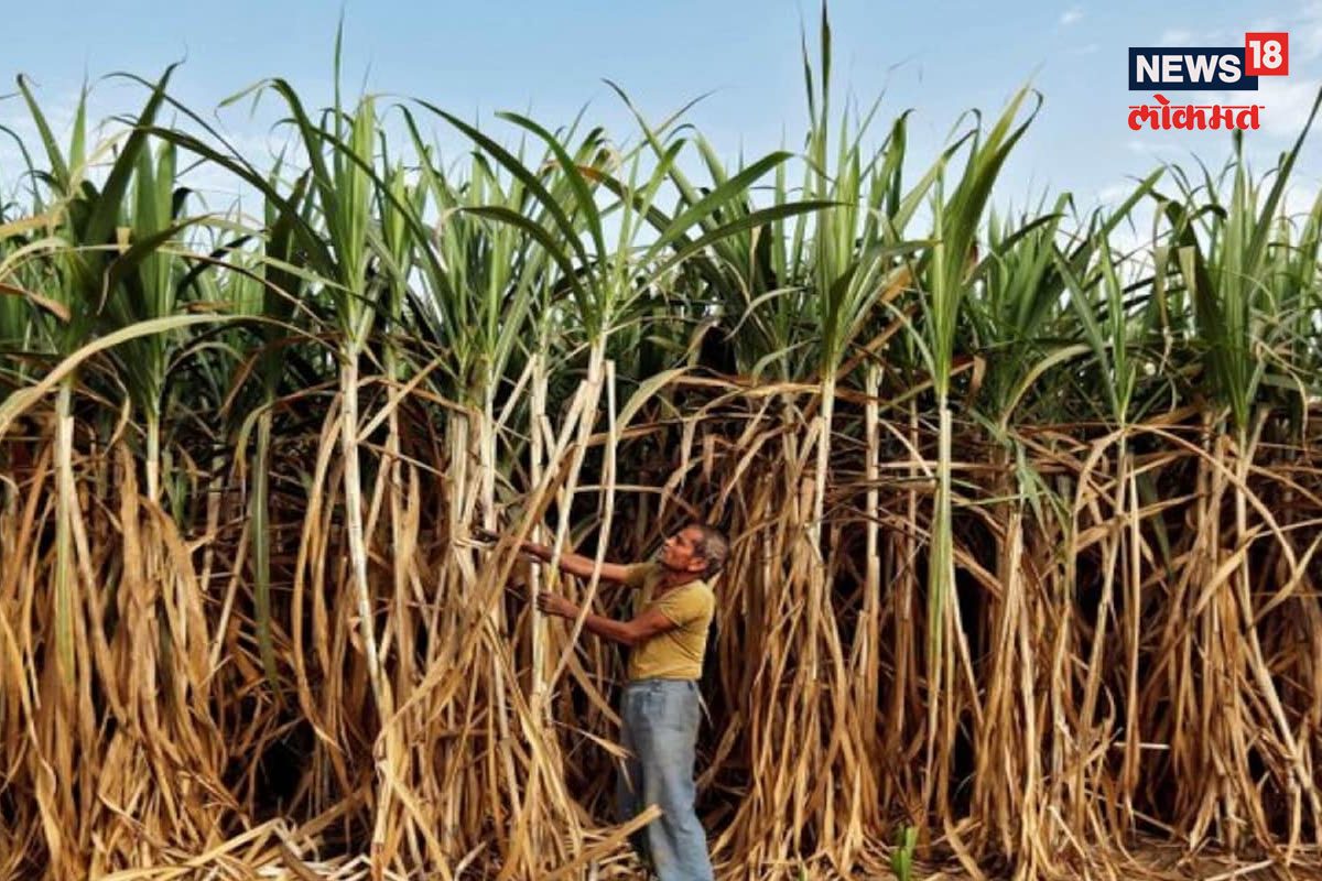 ऊस टोळ्यांचा कोल्हापुरात हैदोस