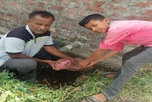 अबब! पुण्यातलं भारी रताळं; आयुष्यात कधीच पाहिलं नसेल असं, तोंडात घालाल बोटं