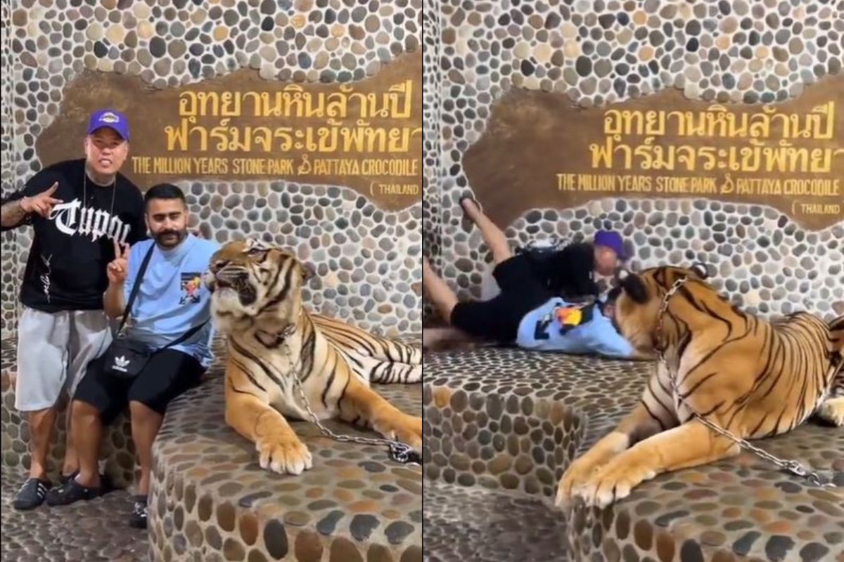 वाघाने काय केलं पाहा