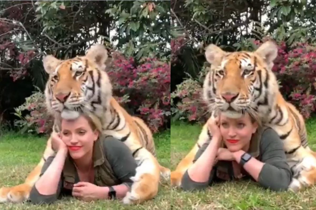 तरुणीच्या अंगावर येऊन बसला भयानक वाघ