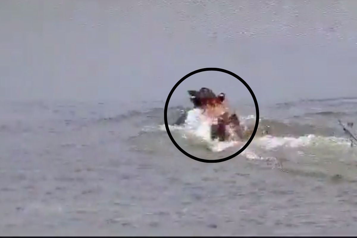 हरणाची शिकार करताना वाघाची फजिती