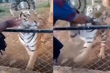 VIDEO - बंदिस्त वाघाला हलक्यात घेणं पडलं महागात; मजेमजेत पिंजऱ्यात हात टाकताच...