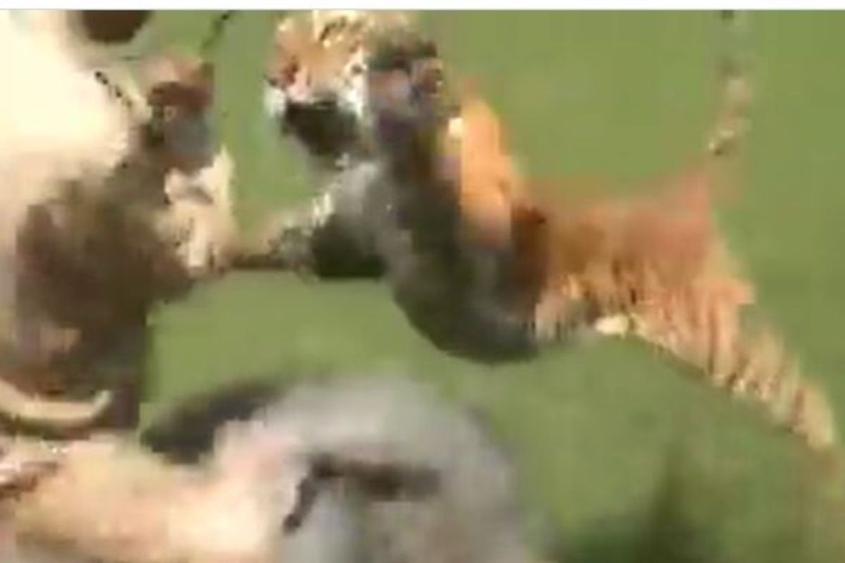 वाघाचा हल्ला