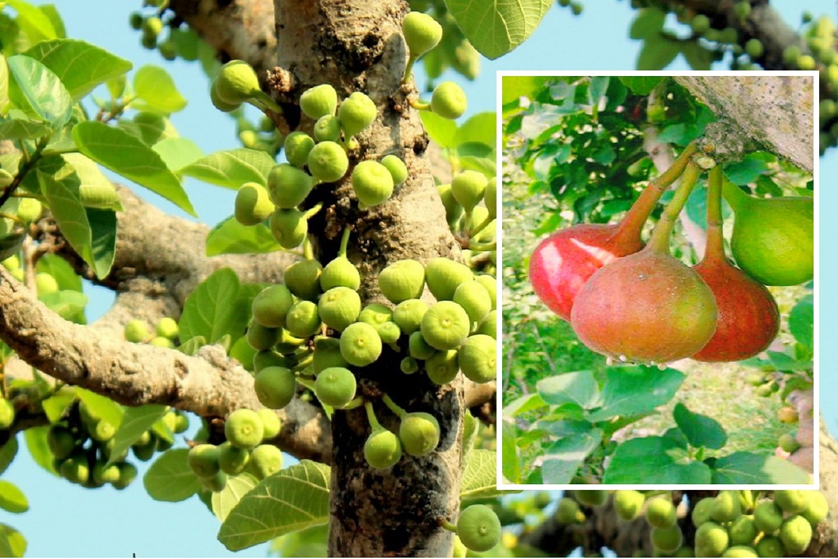 अंजीर प्रमाणे दिसणारं जंगली फळं अनेक आजारांवर आहे गुणकारी, जाणून घ्या त्याचे फायदे