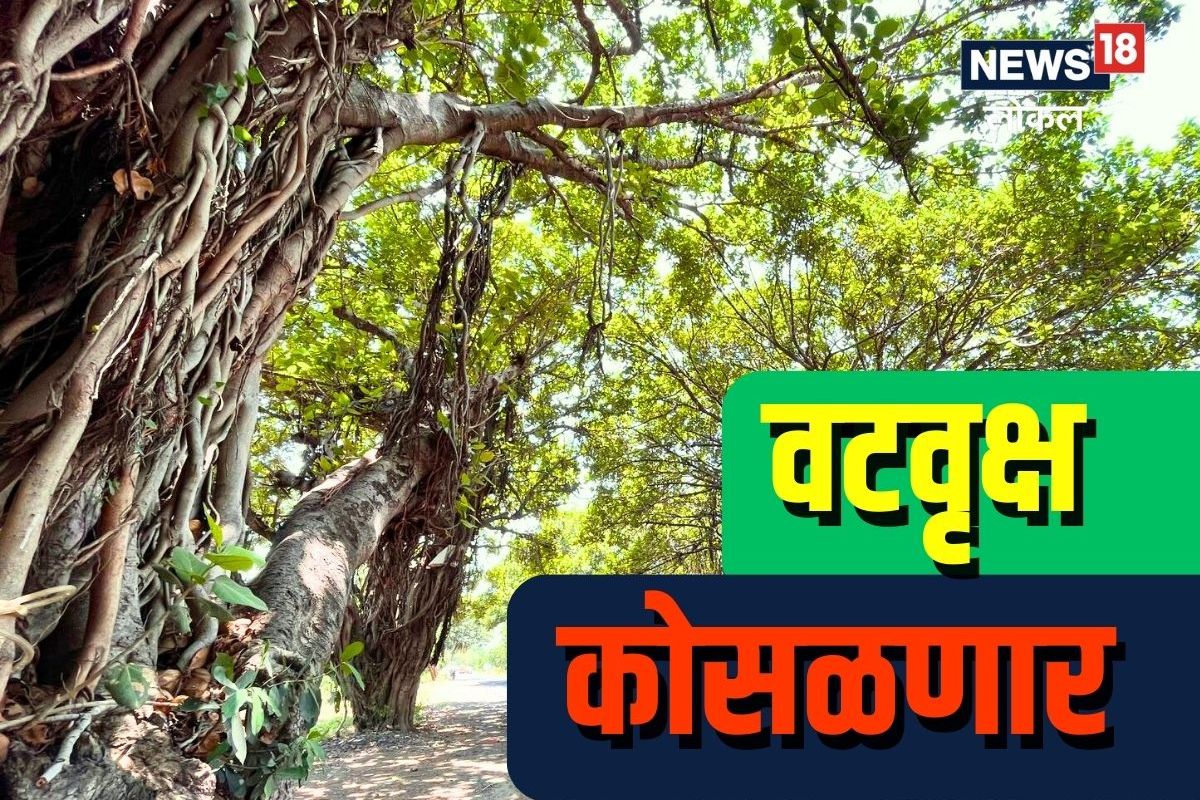 Beed News: बीडमध्ये चाललंय काय? 100 वर्ष जुन्या 372 झाडांवर चालणार कुऱ्हाड! GROUND REPORT