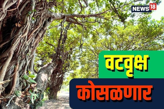 Beed News: बीडमध्ये चाललंय काय? 100 वर्ष जुन्या 372 झाडांवर चालणार कुऱ्हाड! GROUND REPORT
