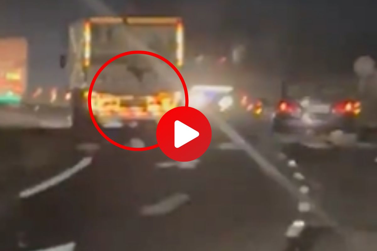 व्हायरल व्हिडीओ