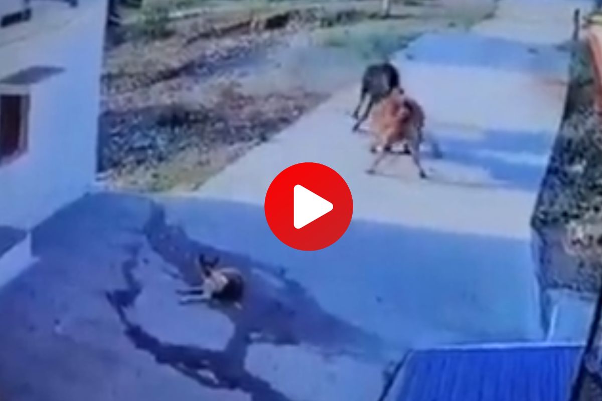 व्हायरल व्हिडीओ