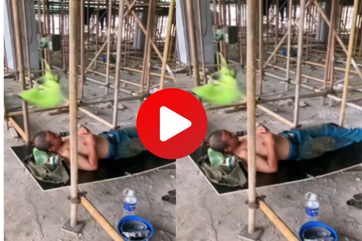 व्हायरल व्हिडीओ