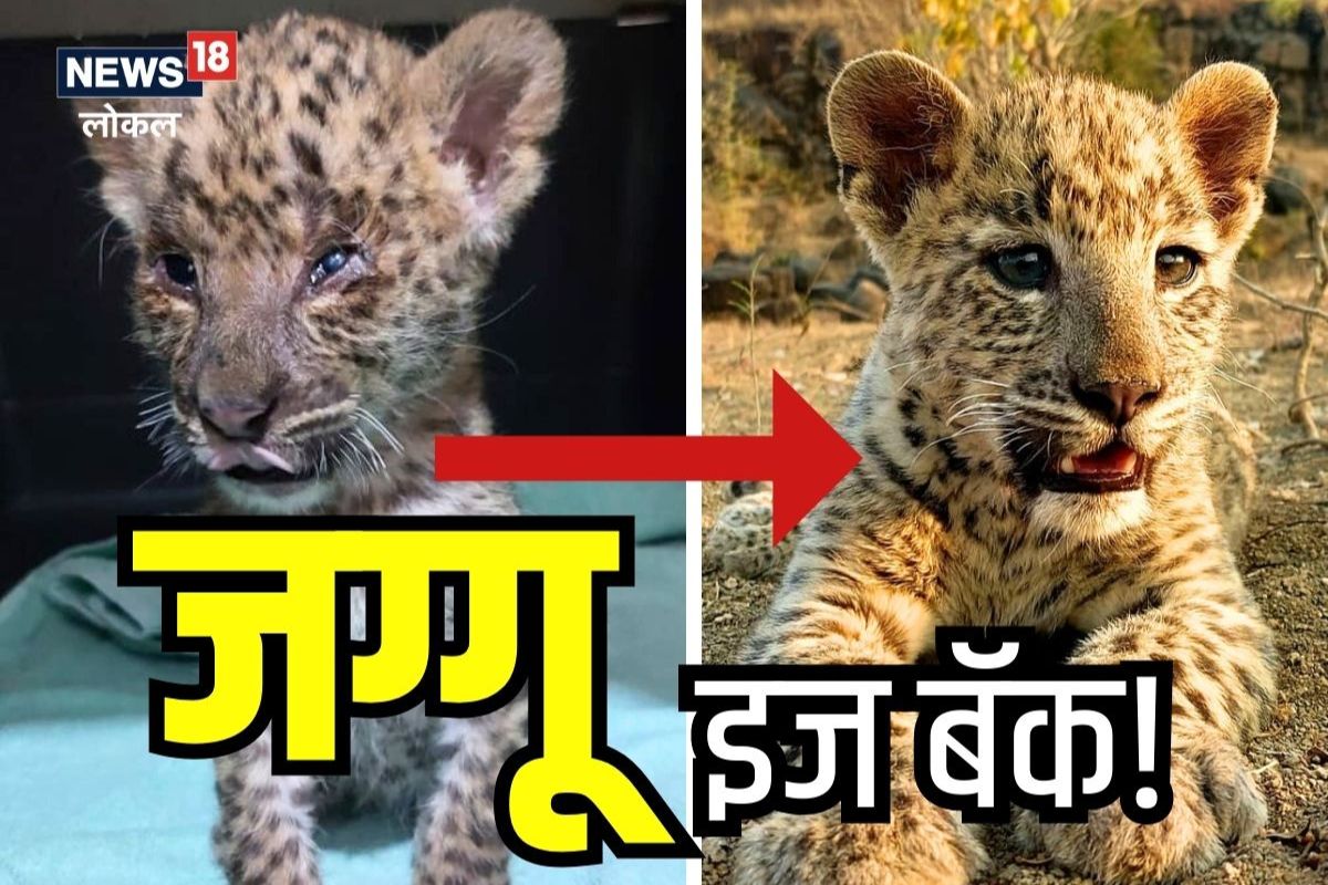 Wardha News: मृत्यूच्या दारावर आई सोडून गेली, आज जग्गू 17 महिन्याचा झाला, दृष्टीही परतली VIDEO